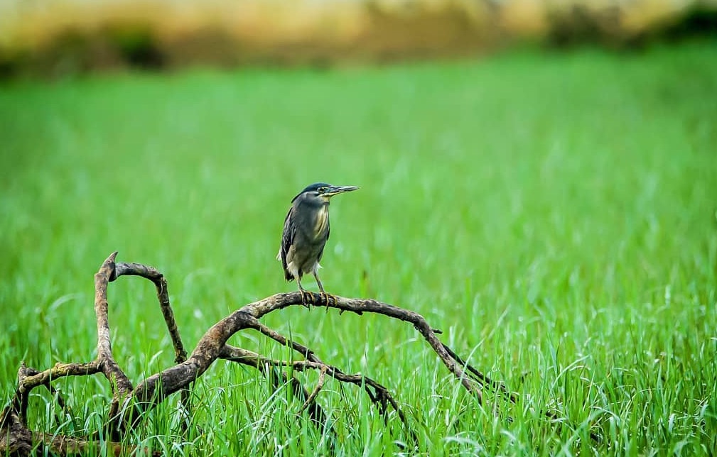 Bird Watching in Andaman