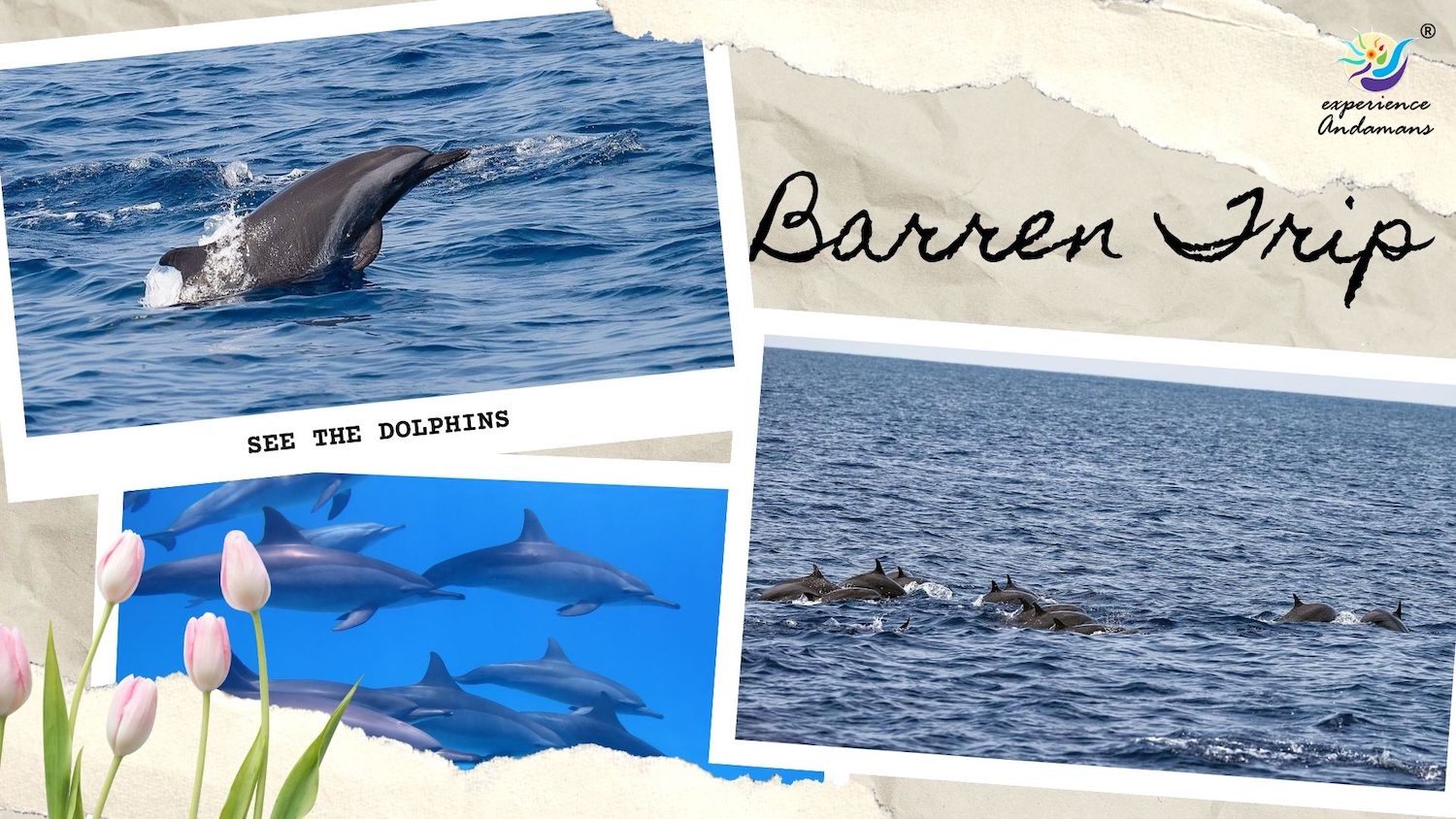 dolphin sighting during barren trip