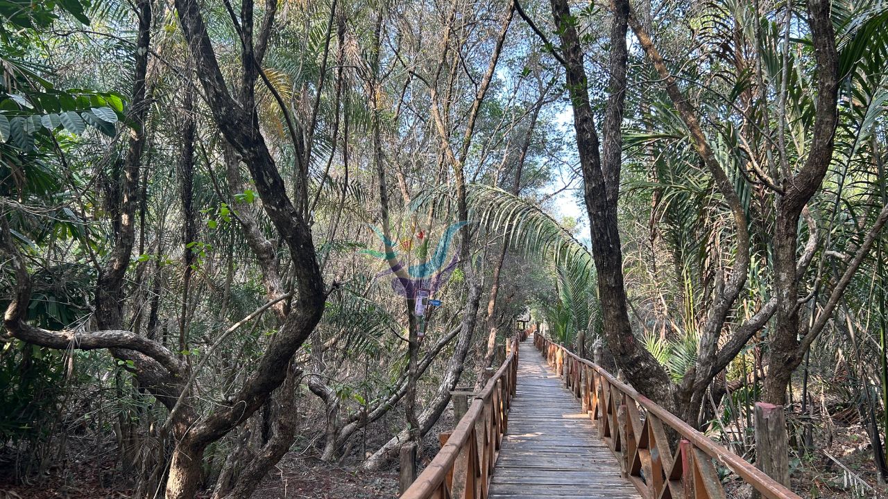 Mangrove Walkway Rangat