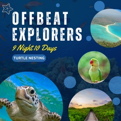 Offbeat Explorers Turtle Nesting