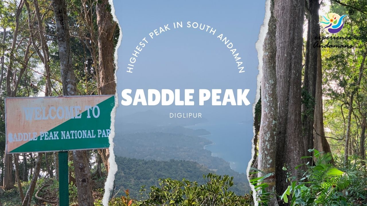saddle peak andaman island