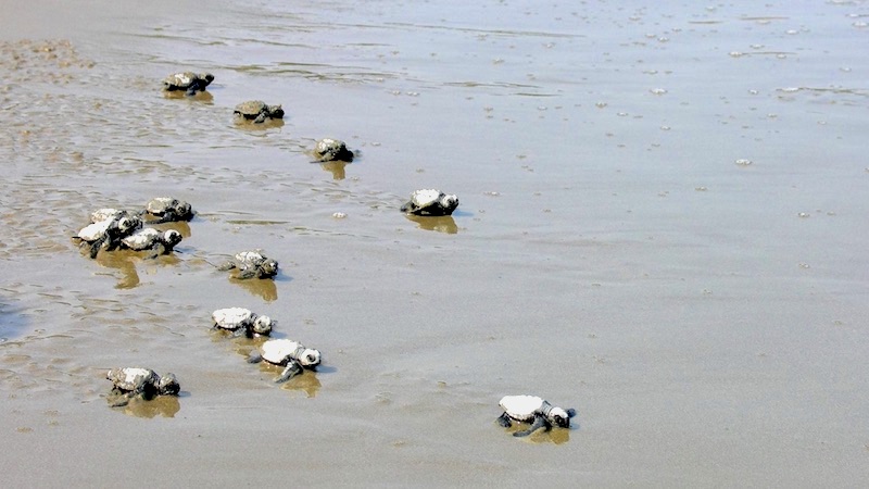 Ramnagar beach and Kalipur Beach Turtle Nesting Sightseeing Tour